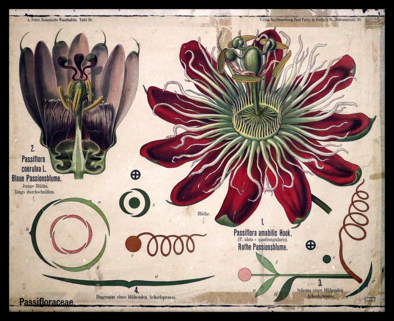 Tafel 29 Passifloraceae